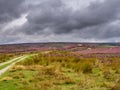 Purple heather on Yorkshire moors Royalty Free Stock Photo