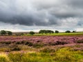 Vibrant purple heather on Yorkshire moors Royalty Free Stock Photo