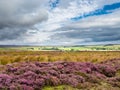 Vibrant purple heather on Yorkshire Moors Royalty Free Stock Photo