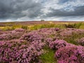 Vibrant purple heather on Yorkshire moors Royalty Free Stock Photo