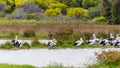 Pelicans at Lake Richmond is an important ecosystem for thrombolites and waterbirds