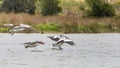 Pelicans at Lake Richmond is an important ecosystem for thrombolites and waterbirds