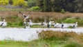 Pelicans at Lake Richmond is an important ecosystem for thrombolites and waterbirds