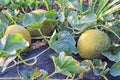 Rockmelons in rockmelon plantation at dusk time