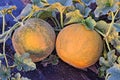 Rockmelons in rockmelon plantation at dusk time