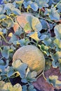 Rockmelons in rockmelon plantation at dusk time