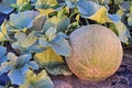 Rockmelons in rockmelon plantation at dusk time