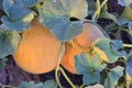 Rockmelons in rockmelon plantation at dusk time