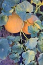 Rockmelons in rockmelon plantation at dusk time