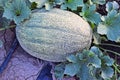 Rockmelons in rockmelon plantation at dusk time