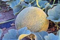 Rockmelons in rockmelon plantation at dusk time