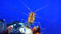 Rockpool shrimp (Palaemon elegans), crustacean underwater