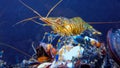 Rockpool shrimp (Palaemon elegans), crustacean underwater