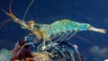 Rockpool shrimp (Palaemon elegans), crustacean underwater