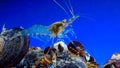 Rockpool shrimp (Palaemon elegans), crustacean underwater