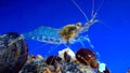 Rockpool shrimp (Palaemon elegans), crustacean underwater