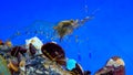 Rockpool shrimp (Palaemon elegans), crustacean underwater