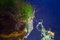 Rockpool shrimp, Palaemon elegans, saltwater decapod crustacean, climb on a stone, covered with rich algae vegetation