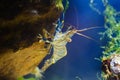 Rockpool shrimp, Palaemon elegans, saltwater decapod crustacean, climb on a verical side of a stone, covered with anemones