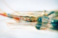 Rockpool shrimp (Palaemon elegans) from southern coast of Black Sea