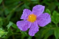 Rockrose, Cistus incanus