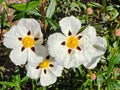 The rockrose Cistus Ladanifer is a flowering plant from the family of the Cistaceae. Royalty Free Stock Photo