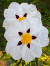 The rockrose Cistus Ladanifer is a flowering plant from the family of the Cistaceae. Royalty Free Stock Photo