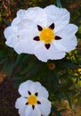 The rockrose Cistus Ladanifer is a flowering plant from the family of the Cistaceae. Royalty Free Stock Photo