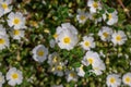 Rockrose Cistus x nigricans, white flowers with a yellow eye Royalty Free Stock Photo