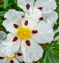 Rockrose Close-Up Background Cistus Cistaceae Rock Rose White Royalty Free Stock Photo