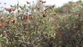 Rockrose fruiting