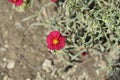 Rockrose Red Orient