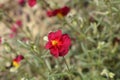 Rockrose Red Orient