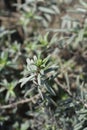 Rockrose Red Orient