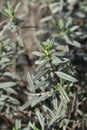 Rockrose Red Orient