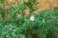 Rockrose shrub, decorative evergreen plant