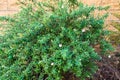 Rockrose shrub, decorative evergreen plant