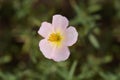 Rockrose Wisley Pink