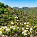 Rockroses with white flowers in a mountain landscape in spring in central Spain. Royalty Free Stock Photo