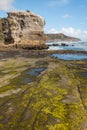 Rocks with algae at Muriwai beach in New Zealand Royalty Free Stock Photo