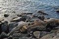 Rocks along Hawaii beach shoreline. Royalty Free Stock Photo