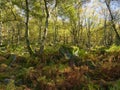 Moss covered gritsone rocks amongst the trees Royalty Free Stock Photo