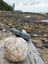 Rocks arrangement on dead trunk at rocky beach in Kuala Sedili Besar, Johor, Malaysia.