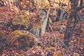 Rocks in the autumn forest