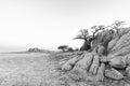 Rocks and baobab tree on Kubu Island in black-and-white