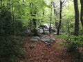 Rocks in a beech forest.