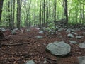 Rocks in a beech forest.