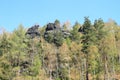 Rocks behind pine and birch trees in Czech Switzerland Royalty Free Stock Photo