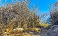 Rocks cliffs overgrown with nature plants trees bushes flowers cacti Royalty Free Stock Photo