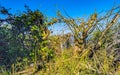 Rocks cliffs overgrown with nature plants trees bushes flowers cacti Royalty Free Stock Photo